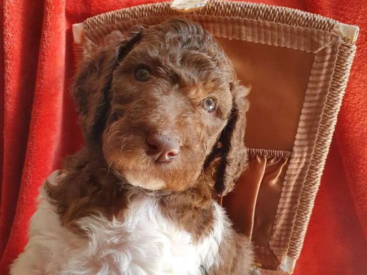 Magnifique chiots Caniche à vendre
