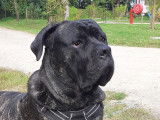Mâle Cane Corso disponible pour saillie