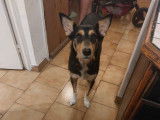 Nalla, chienne à donner