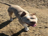 Mâle American Bully disponible pour saillie