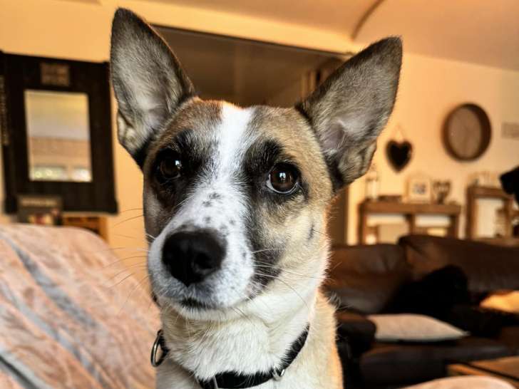 À accueillir : chienne âgée de 2 ans