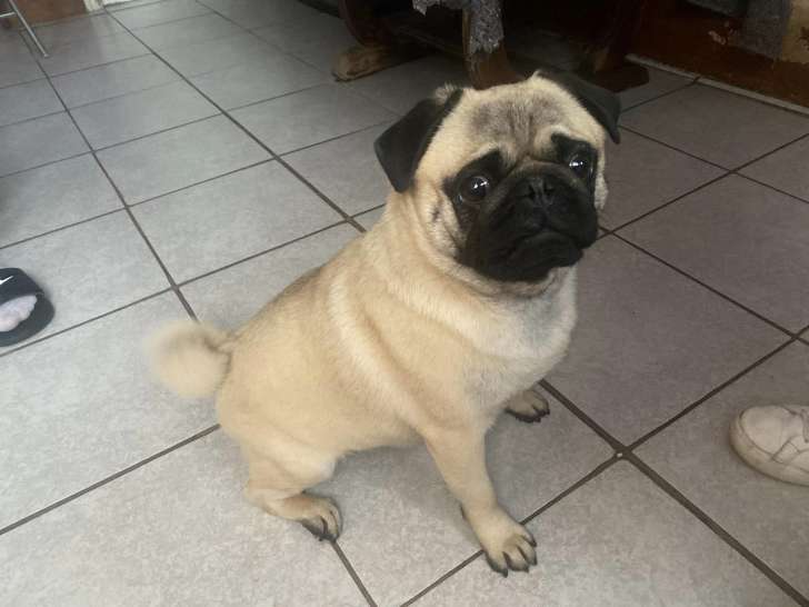 À accueillir, chien Carlin au pelage crème