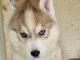 Mâle Husky Sibérien disponible pour saillie