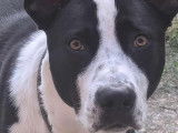 Disponible à l'adoption : chien noir et blanc