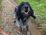 En attente d'adoption : chien de 4 ans