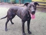 Chien noir à adopter
