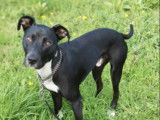 Chien de 2 ans disponible à l'adoption