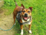 Chien fauve en attente d'adoption