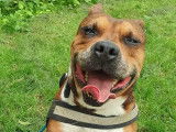 Chien fauve en attente d'adoption