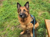 Chienne Berger Allemand à la recherche d'une famille
