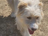 Disponible à l'adoption, chien beige
