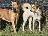 En attente d'adoption : chienne marron et blanc