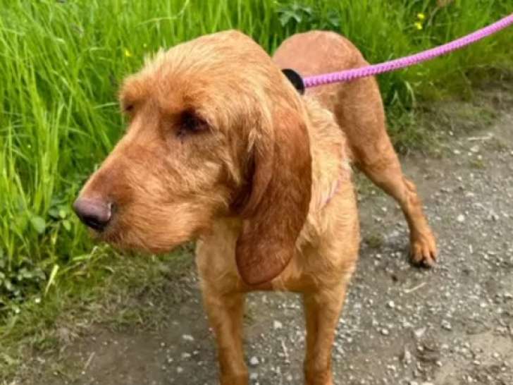 Chien Basset fauve de Bretagne à adopter