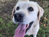 Chien Labrador disponible à l'adoption