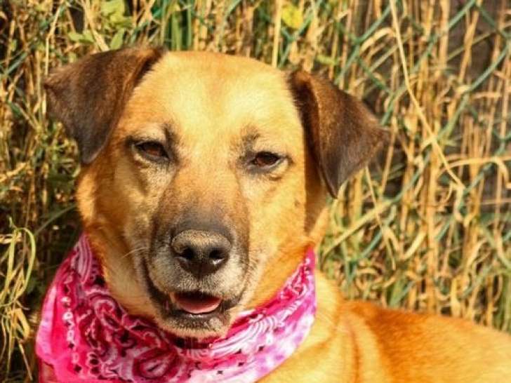 Disponible à l’adoption : chienne marron