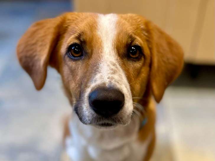 Chiot femelle à adopter