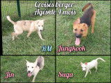 6 chiots de quatre mois disponibles à l'adoption