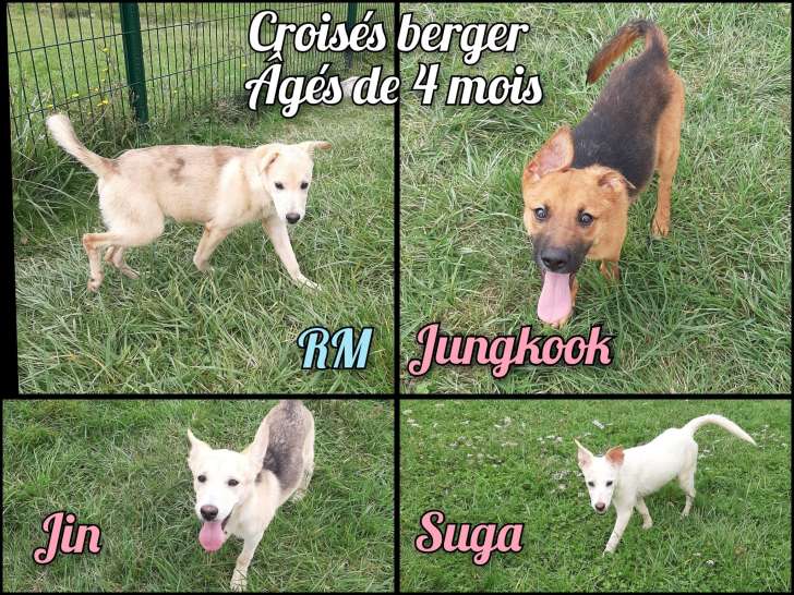 6 chiots de quatre mois disponibles à l'adoption