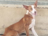 Chiot mâle Podenco de 9 mois en attente d'adoption