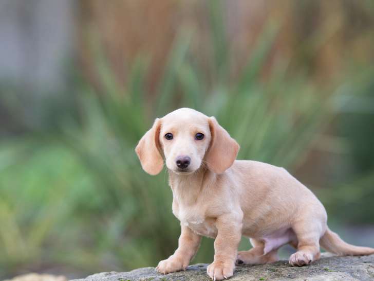 Chiots Teckel crème à vendre
