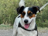 Patmol, mâle Jack Russel disponible pour saillie