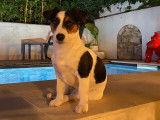 Patmol, mâle Jack Russel disponible pour saillie