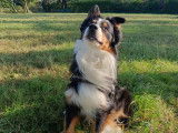 Chien Berger Australien à adopter