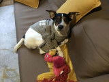 Chien Jack Russel de 6 ans en attente d'adoption