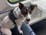 Chien Jack Russel de 6 ans en attente d'adoption