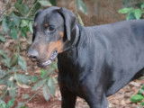 Chien Dobermann de 2 ans à adopter