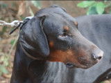Chien Dobermann de 2 ans à adopter