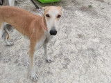 Chienne Galgo en attente d'adoption