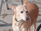 Chienne Podenco de 7 ans à la recherche d'un foyer