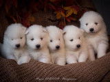 Chiots Samoyède à vendre (2 femelles & 3 mâles)