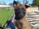 13 magnifiques chiots Malinois LOF de grandes lignées à vendre