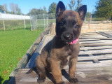 13 magnifiques chiots Malinois LOF de grandes lignées à vendre