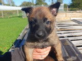 13 magnifiques chiots Malinois LOF de grandes lignées à vendre