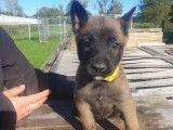 13 magnifiques chiots Malinois LOF de grandes lignées à vendre