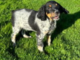 Chiots Épagneul Breton LOF à vendre