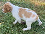 Chiots &Eacute;pagneul Breton LOF &agrave; vendre