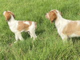 Chiots &Eacute;pagneul Breton LOF &agrave; vendre