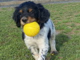 Chiots &Eacute;pagneul Breton LOF &agrave; vendre