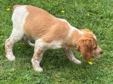 Chiots &Eacute;pagneul Breton LOF &agrave; vendre