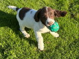 Chiots Springer Anglais LOF de 2 mois à vendre