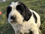 Jeune chien Springer Anglais de 10 mois à vendre
