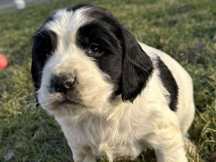 Jeune chien Springer Anglais de 10 mois à vendre
