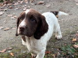 Jeune chien Springer Anglais de 10 mois à vendre