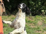 Jeune chien Springer Anglais de 10 mois à vendre