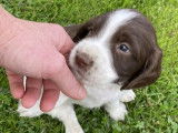 Jeune chien Springer Anglais de 10 mois à vendre