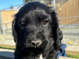 Chiots Cocker Anglais LOF de 2 mois à vendre